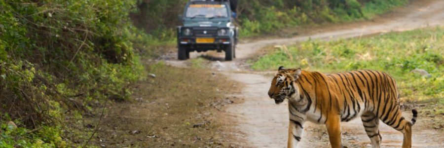 JIM-CORBETT-FEATURE-compressed